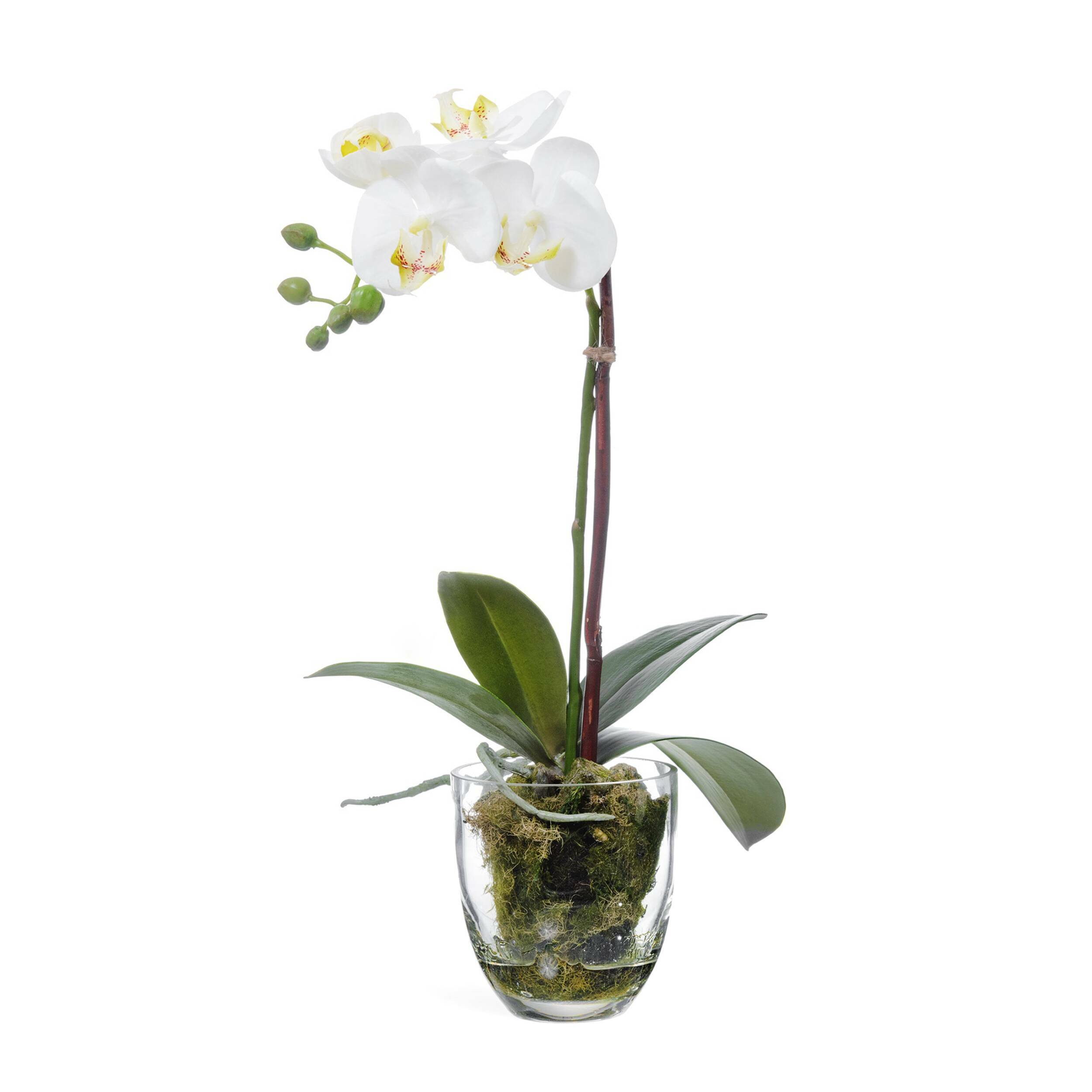 Орхидея в горшке купить в интернет. Орхидея фаленопсис белая искусственная. Фаленопсис белый в горшке. Орхидея фаленопсис белая в горшке. Орхидея фаленопсис белая с мхом, корнями, землёй.