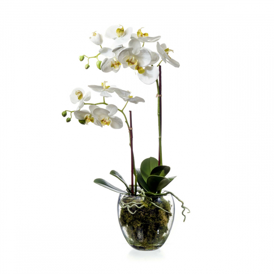 Орхидея Фаленопсис белая
